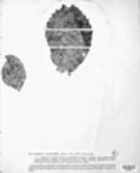 Image of Asterina angulata
